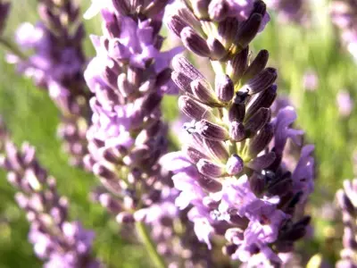 Lavendel Lavendula provencale